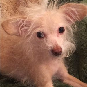 Welcome to my mommy’s closet! IG Olivertwistdoggy